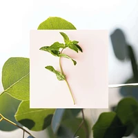 Simply Deo - Eucalyptus & fresh Mint
