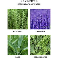 Cedar Leaf & Lavender Reed Diffuser