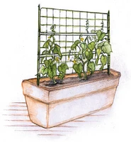 Cage à tomates pour jardinières