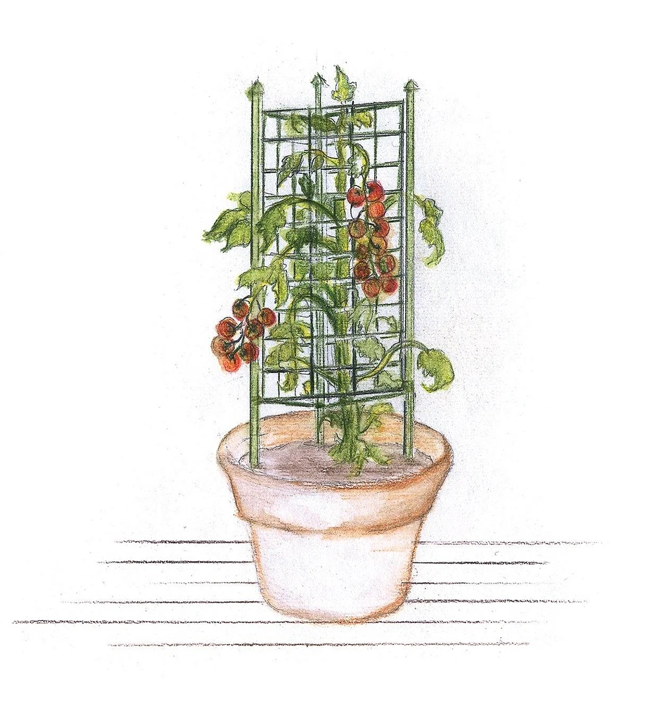 Cage à tomates pour jardinières