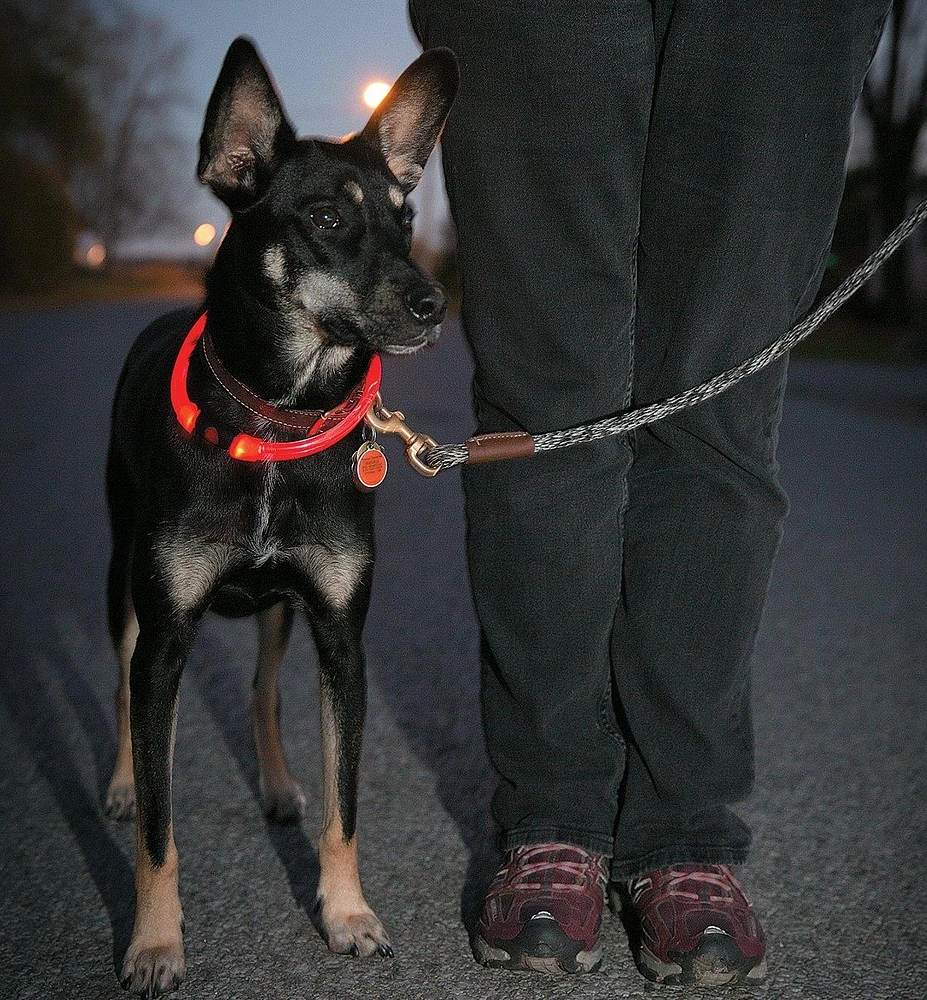 Colliers lumineux à DEL pour chien NiteHowl