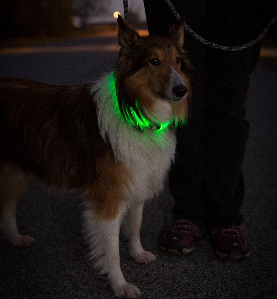 Colliers lumineux à DEL pour chien NiteHowl