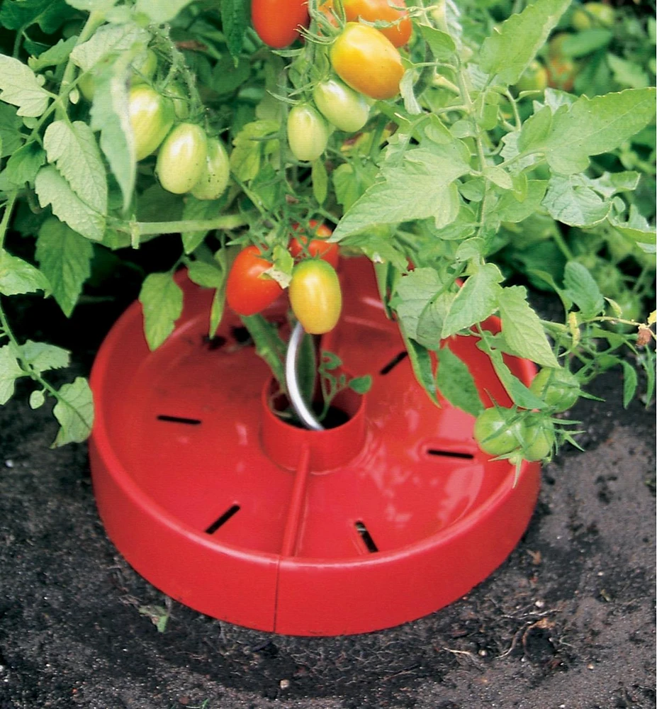 Rondelles de croissance pour tomates