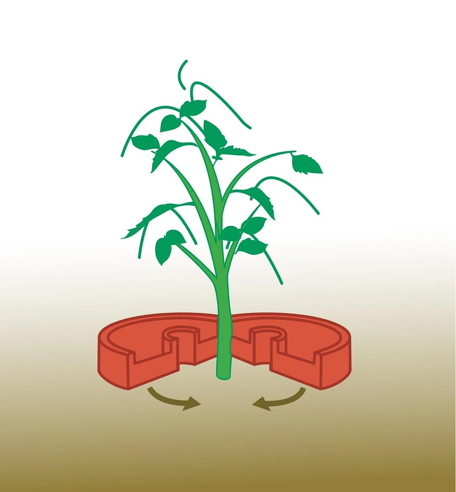 Rondelles de croissance pour tomates