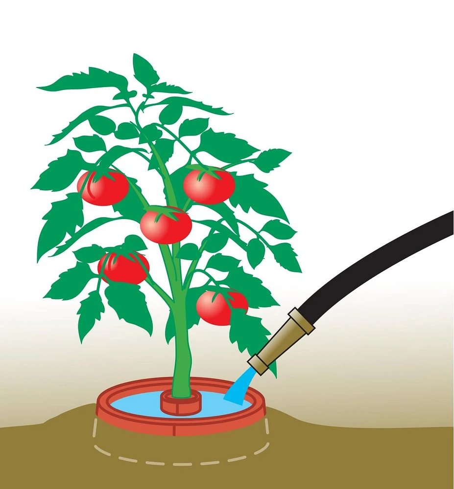 Rondelles de croissance pour tomates