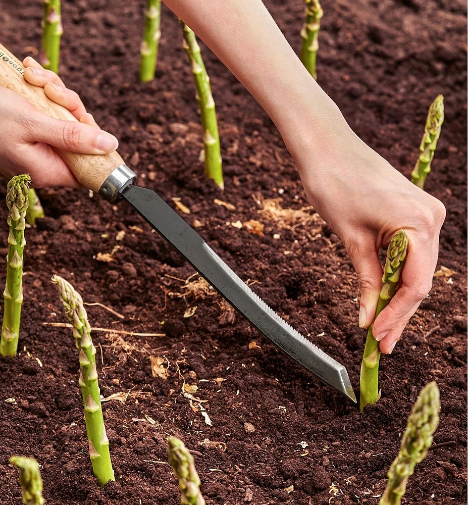 Asparagus/Harvest Knife