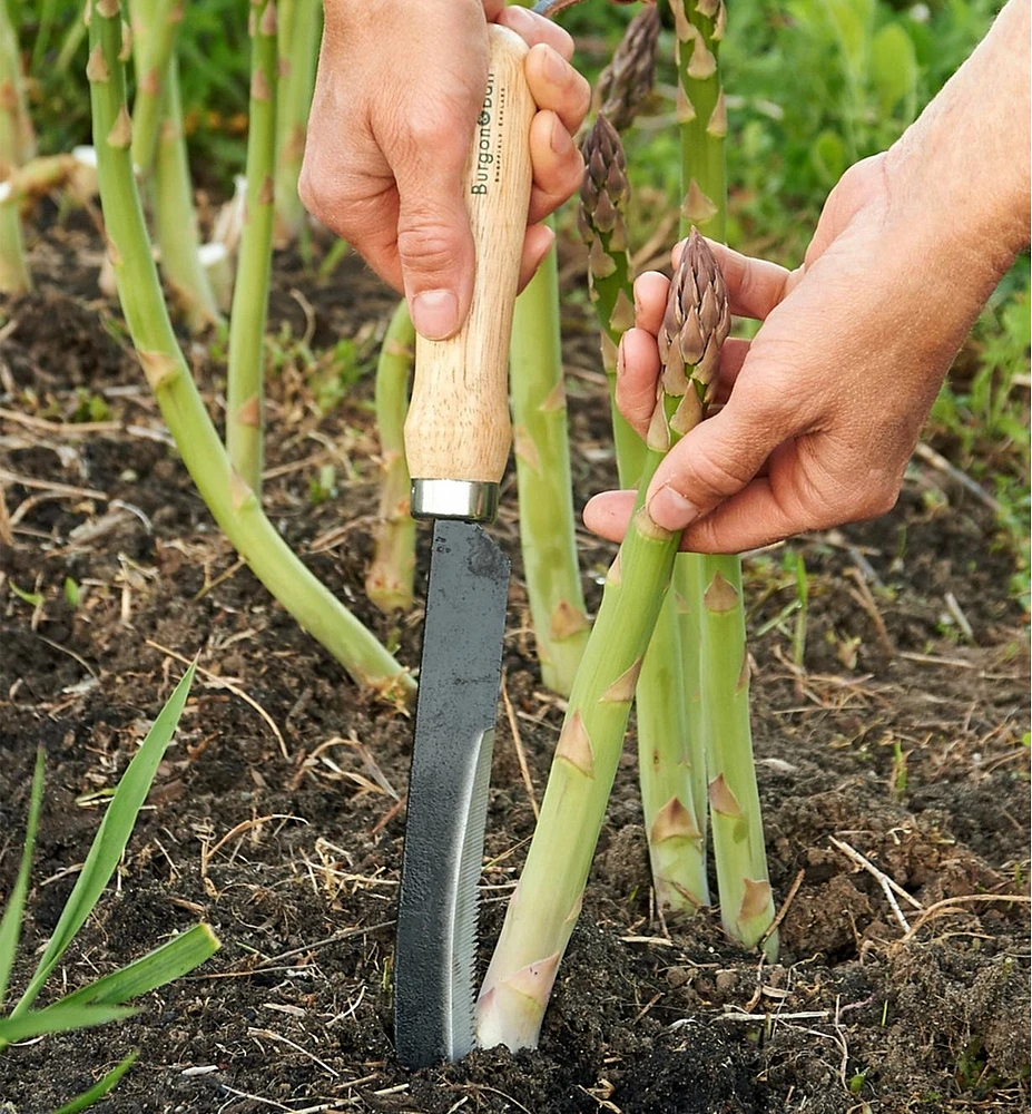 Asparagus/Harvest Knife