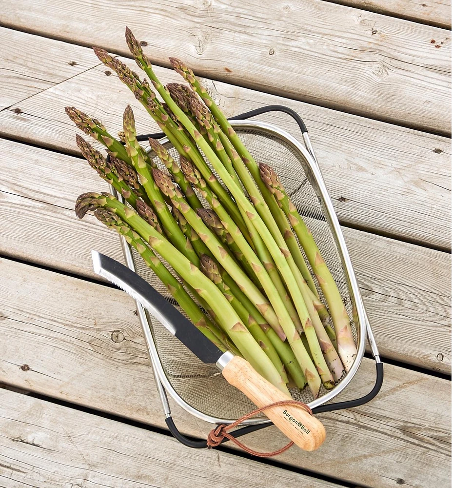 Asparagus/Harvest Knife