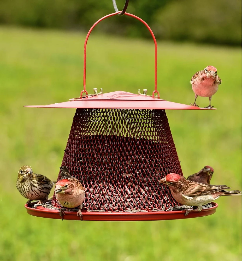 Collapsible Bird Feeder