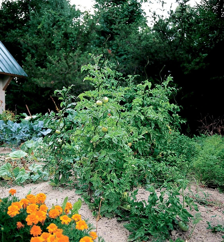 Tuteurs en spirale pour plants de tomates