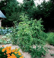 Tuteurs en spirale pour plants de tomates