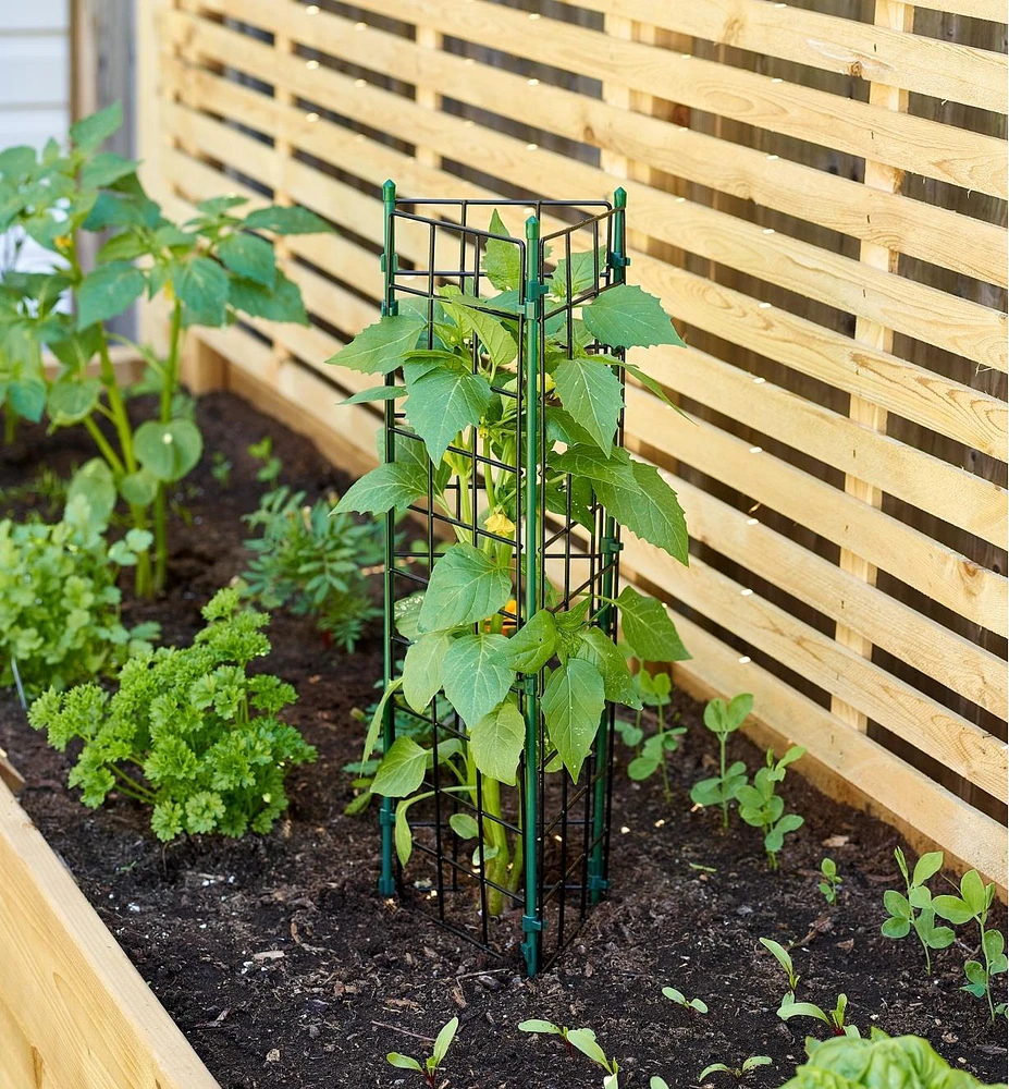 Cage à tomates pour jardinières