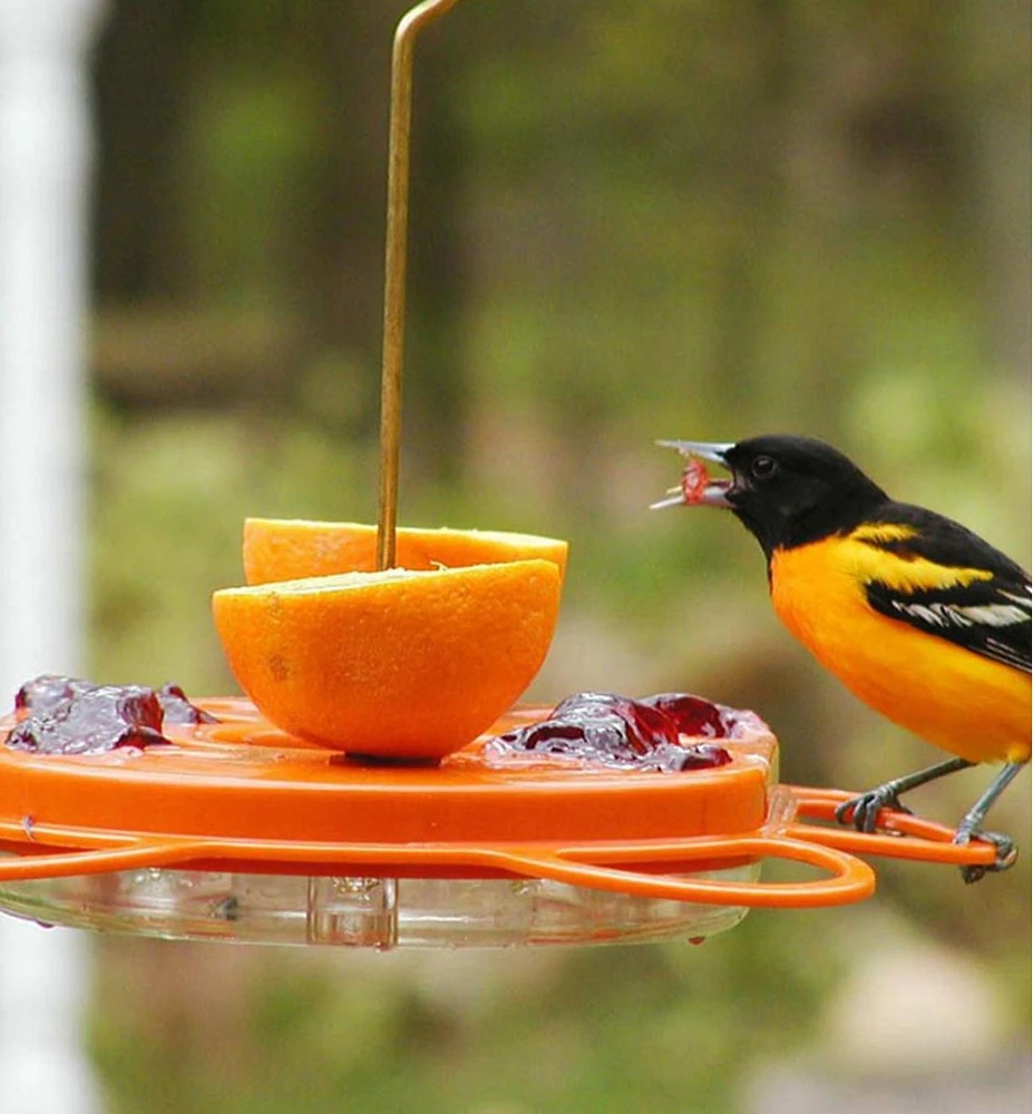 Oriole Bird Feeder