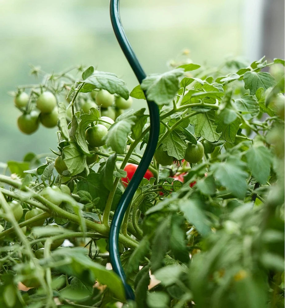 Tuteurs en spirale pour plants de tomates