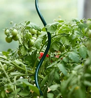 Tuteurs en spirale pour plants de tomates