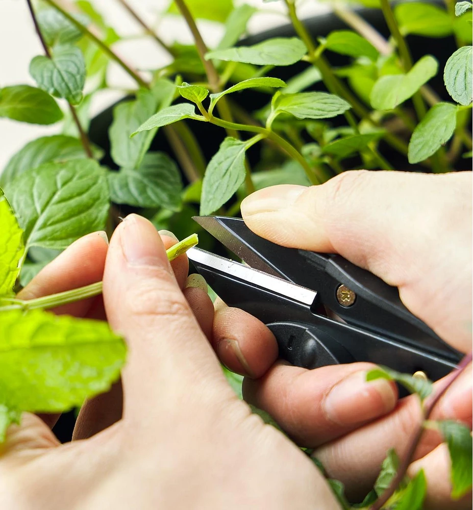 Trousse-projet pour petit jardin d'herbes à infuser