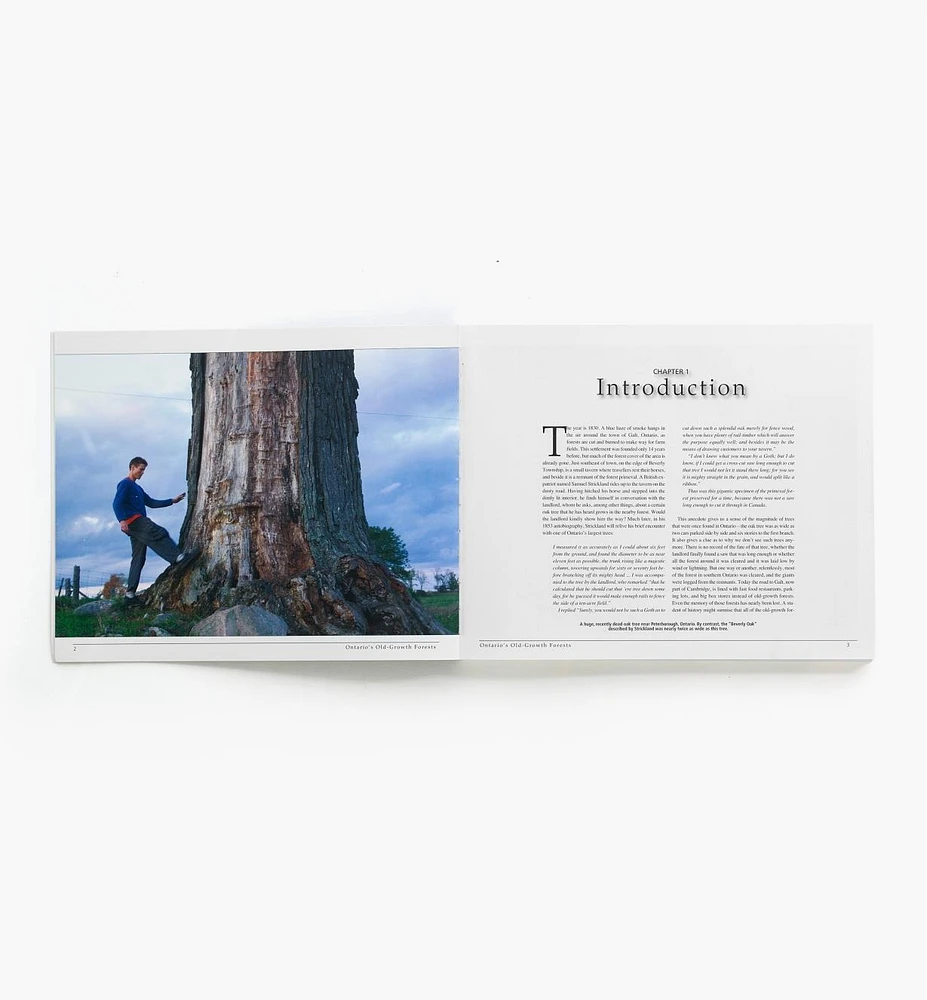 Ontario's Old-Growth Forests