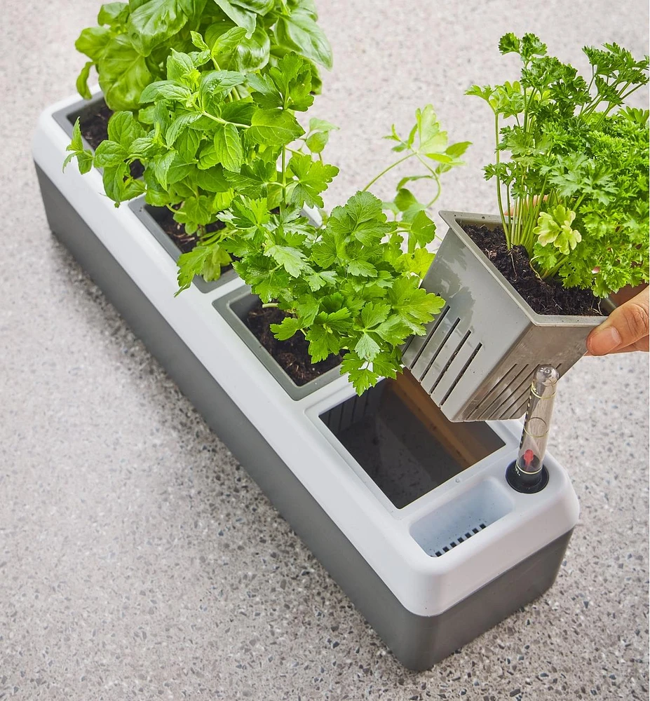 Jardinière auto-irrigante pour appui de fenêtre