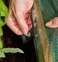 Umbrella Plant Dome