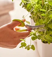 Pot et ciseaux pour fines herbes