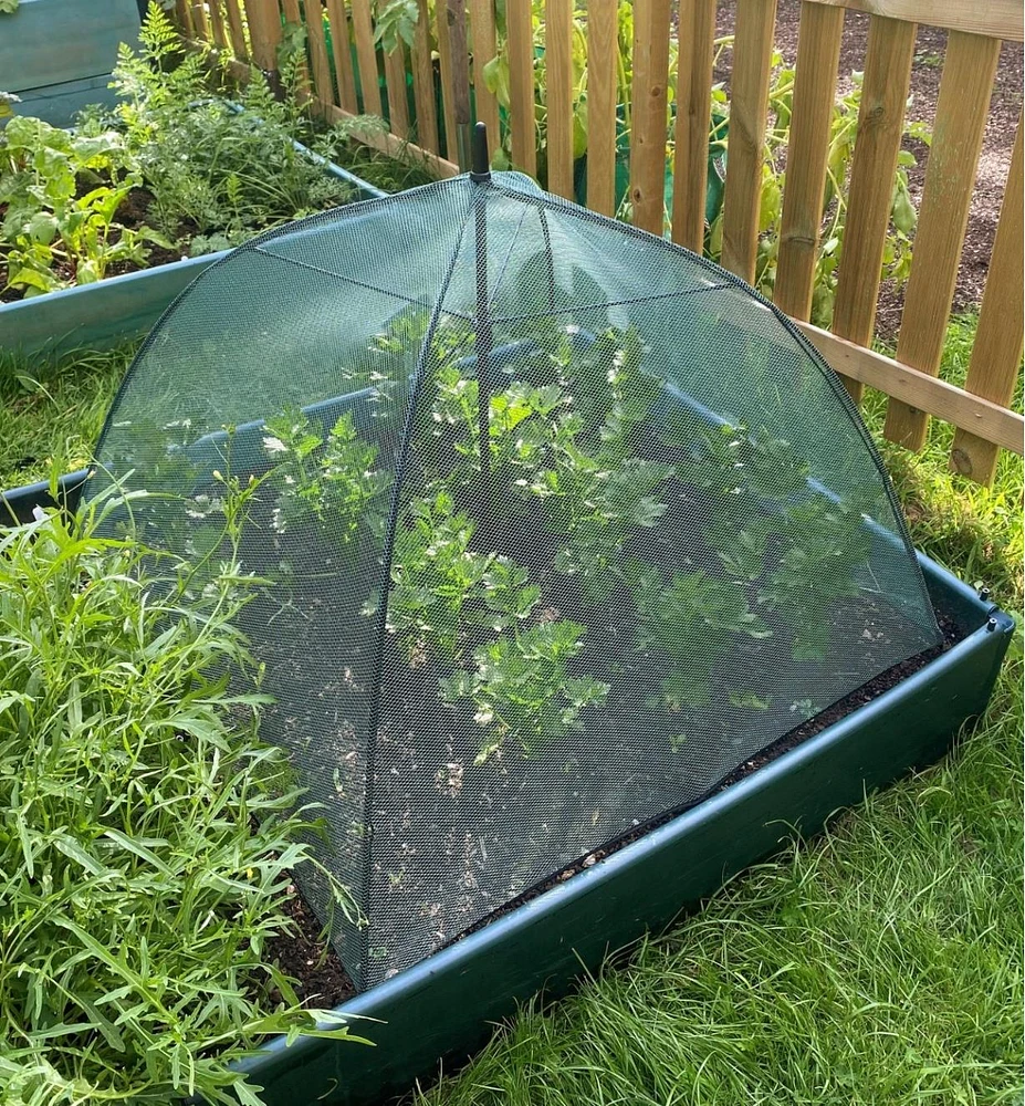 Umbrella Plant Dome