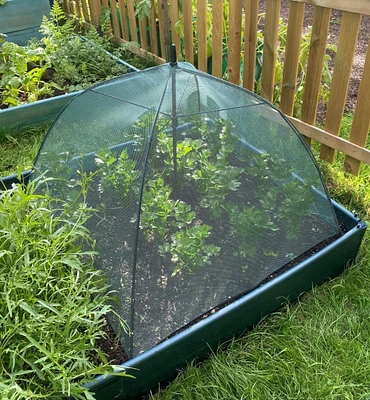 Umbrella Plant Dome