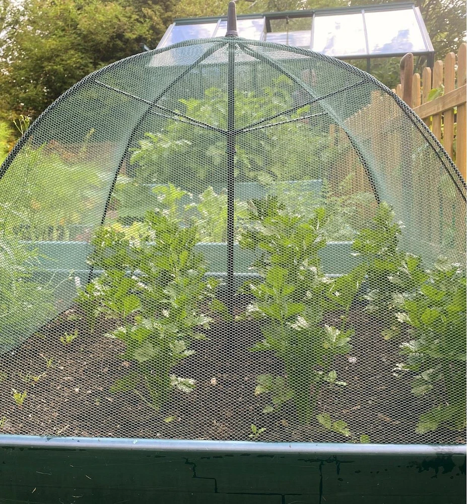 Umbrella Plant Dome