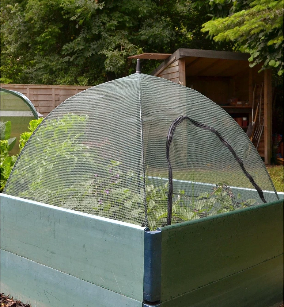 Umbrella Plant Dome