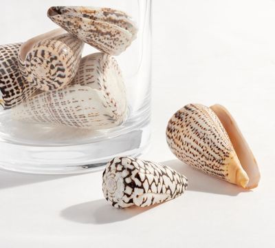 Spotted Conch Shells Vase Filler