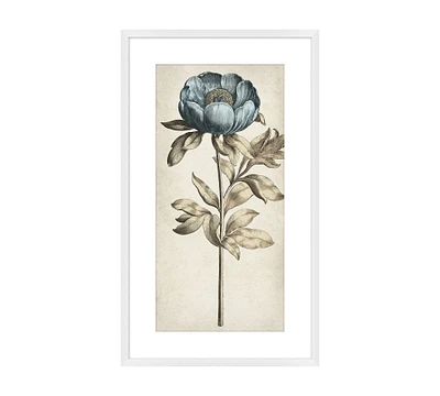 Floral Etching Framed Print