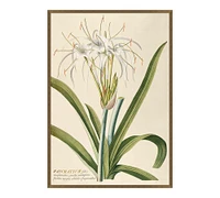 Pancratium Framed Print