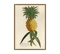 Ananas Framed Print