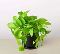 Live Neon Pothos Planter