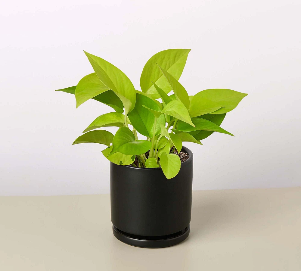 Live Neon Pothos Planter