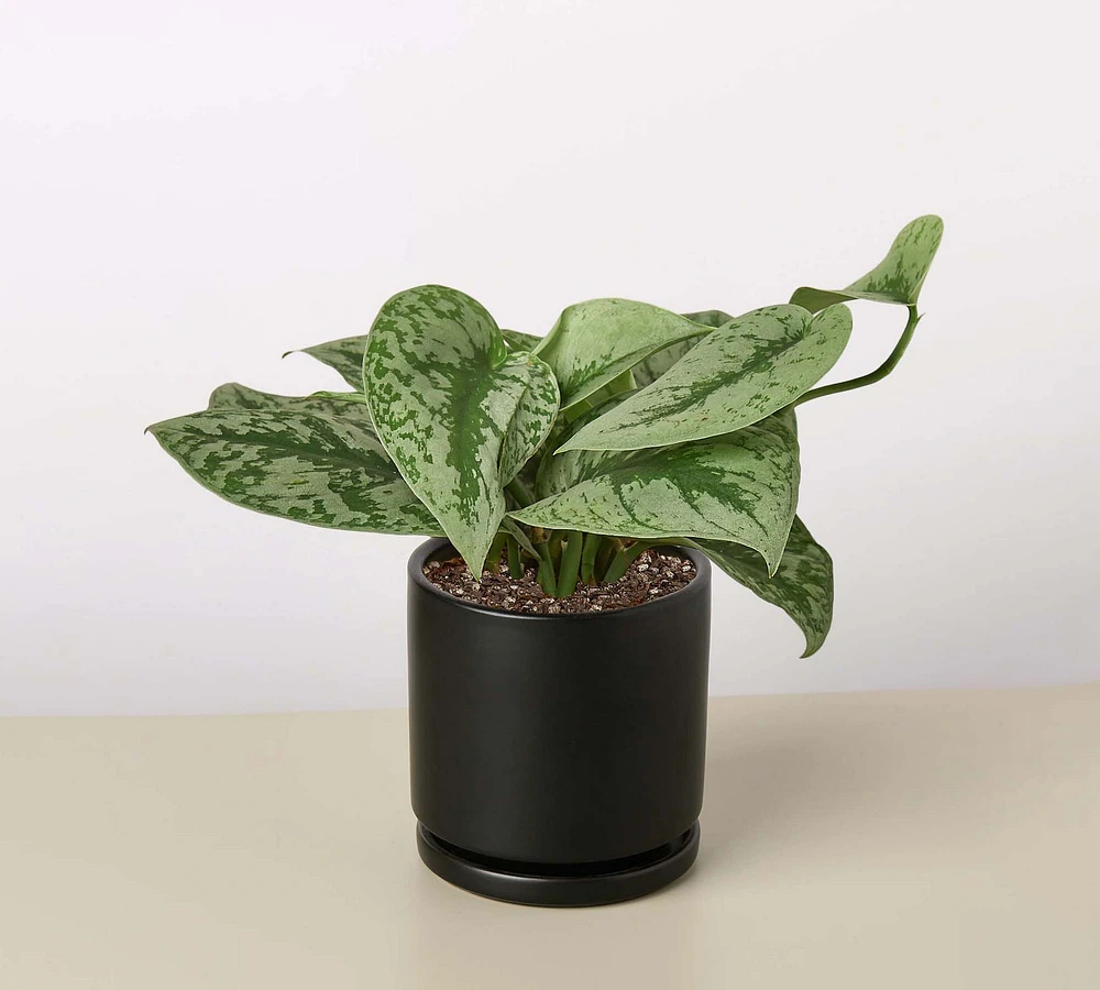 Live Silver Pothos Planter