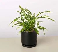 Live Lemon Button Fern Planter