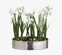 Paperwhite Arrangement In Aluminum Pot