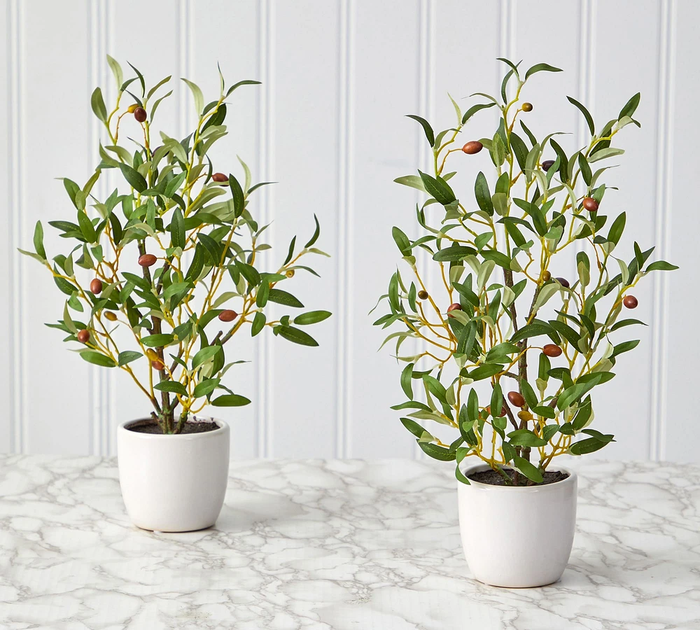 Faux Olive Tree in Vase - Set of 2