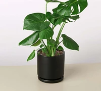 Live Monstera Planter