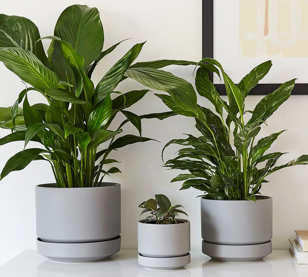 Modern Gray Ceramic Planter