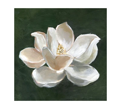 Magnolia Canvas Print