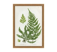 Spring Fern Framed Print