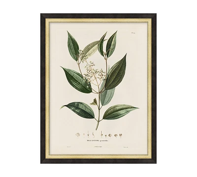 Vintage Botanical Framed Print