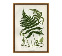 Spring Fern Framed Print