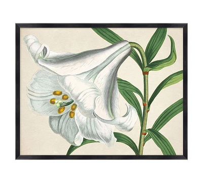 Lily Studies Framed Print