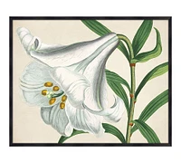 Lily Studies Framed Print