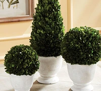 Live Preserved Boxwood Topiary Trees