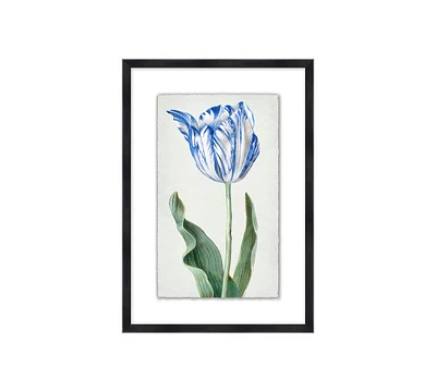 Blue Tulip Framed Print