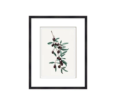 Olive Watercolor Framed Print