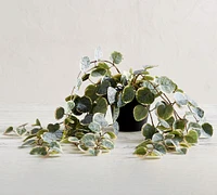 Faux Trailing Variegated String Of Hearts Houseplant